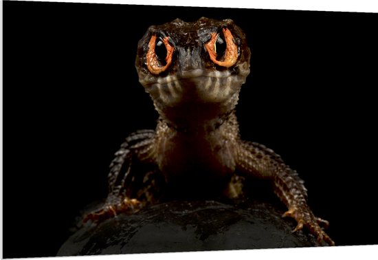PVC Schuimplaat - Krokodil met Angstaanjagende Rode Ogen tegen Zwarte Achtergrond - 150x100 cm Foto op PVC Schuimplaat (Met Ophangsysteem)