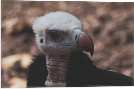 Vlag - Opzijkijkende Gier Vogel met Jas van Veren - 60x40 cm Foto op Polyester Vlag