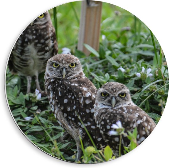 PVC Schuimplaat Muurcirkel - Rij van Drie Aankijkende Uilen tussen de Bladeren in het Bos - 40x40 cm Foto op Muurcirkel (met ophangsysteem)