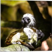 Acrylglas - Marmoset Apen op Boomstronk - 50x50 cm Foto op Acrylglas (Met Ophangsysteem)
