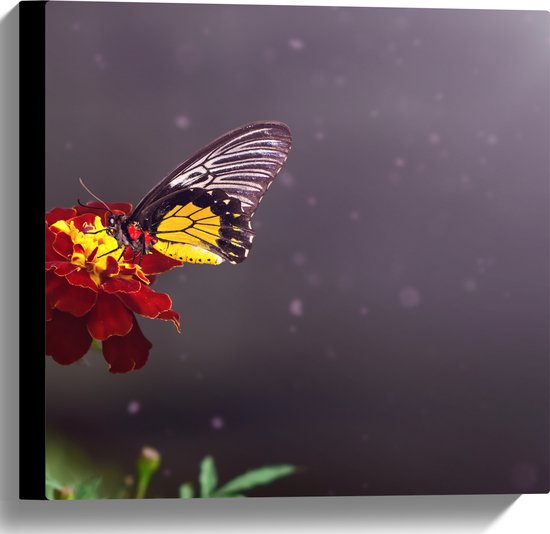 Canvas - Vlinder Landend op Afrikaantje Bloem met Zonnestralen - 40x40 cm Foto op Canvas Schilderij (Wanddecoratie op Canvas)