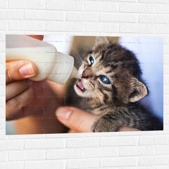 Muursticker - Kitten Drinkend uit Melkfles met Blauwe Ogen - 105x70 cm Foto op Muursticker