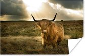 Poster Schotse hooglander - Zon - Gras - 30x20 cm