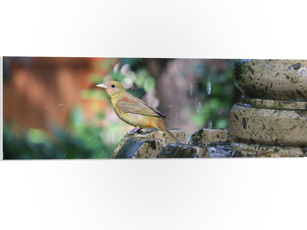 PVC Schuimplaat- Gele Tangare Vogel bij een Fontein - 90x30 cm Foto op PVC Schuimplaat
