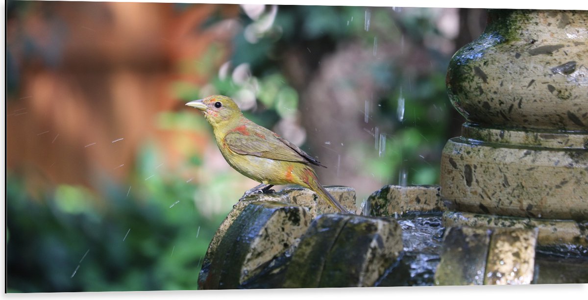 Dibond - Gele Tangare Vogel bij een Fontein - 100x50 cm Foto op Aluminium (Wanddecoratie v