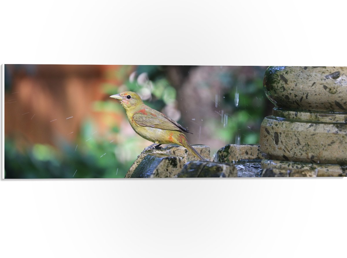 PVC Schuimplaat - Gele Tangare Vogel bij een Fontein - 60x20 cm Foto op PVC Schuimplaat (M