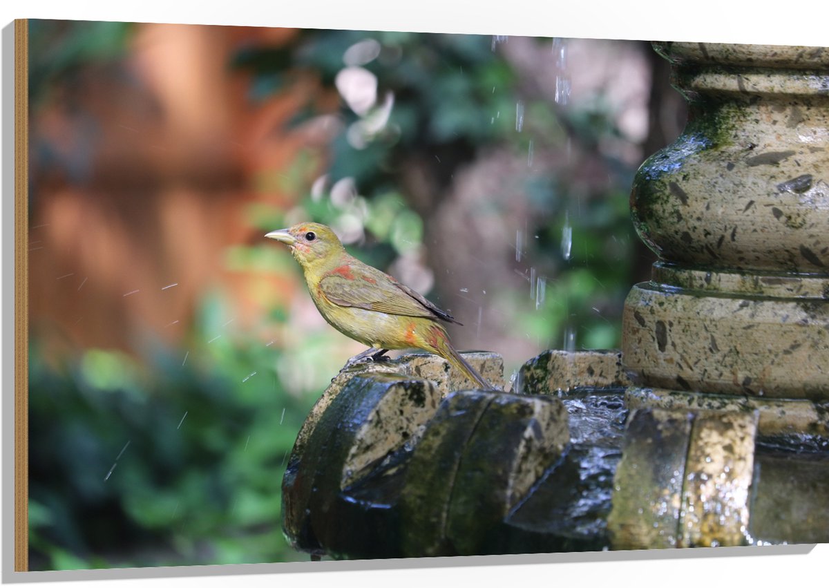 Hout - Gele Tangare Vogel bij een Fontein - 120x80 cm - 12 mm dik - Foto op Hout (Met Opha