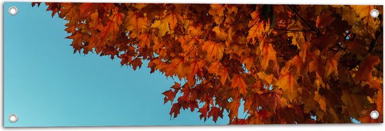 WallClassics - Tuinposter – Herfstbladeren aan een Boom - 90x30 cm Foto op Tuinposter  (wanddecoratie voor buiten en binnen)
