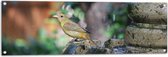 WallClassics - Tuinposter – Gele Tangare Vogel bij een Fontein - 120x40 cm Foto op Tuinposter  (wanddecoratie voor buiten en binnen)