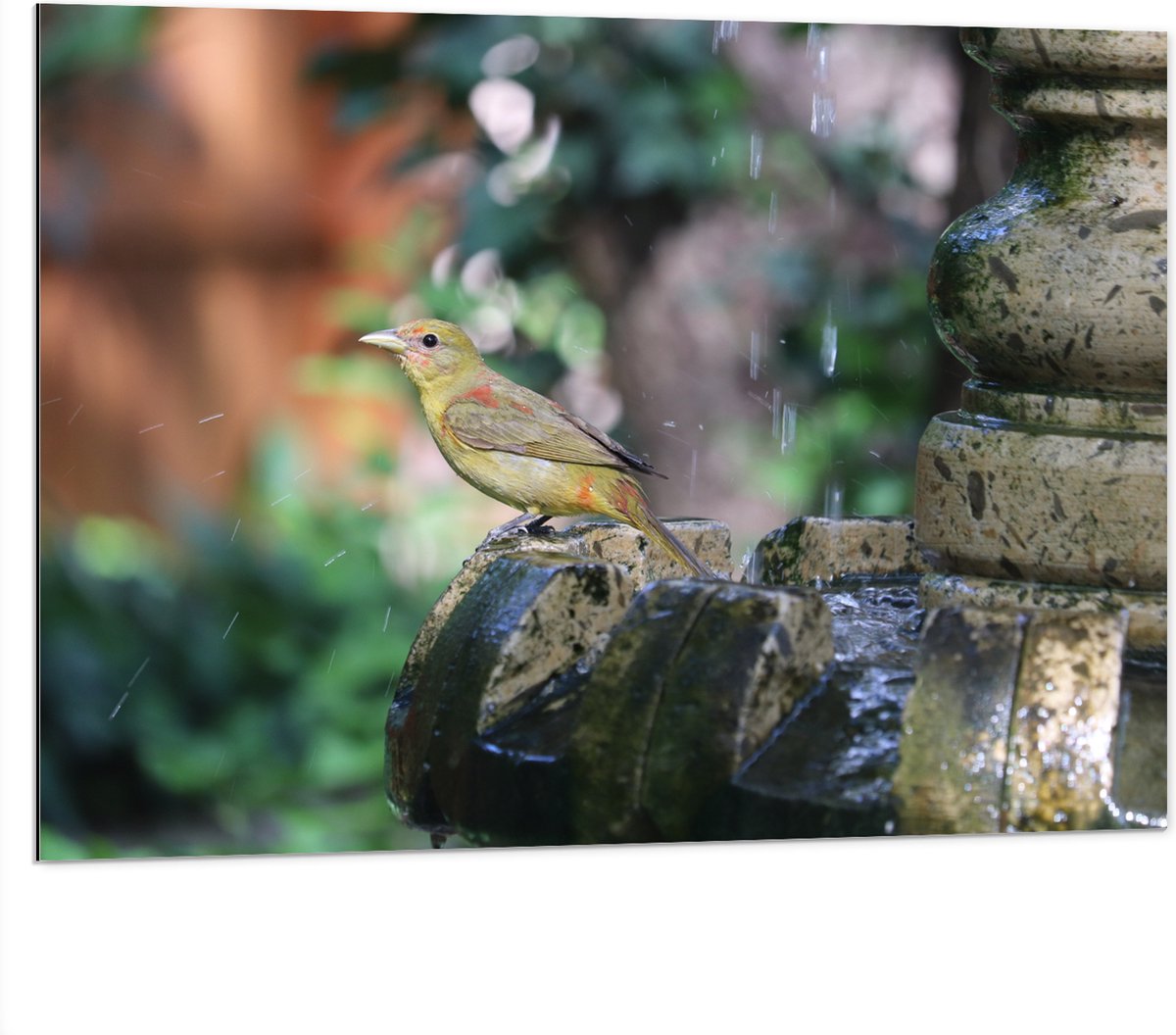 Dibond - Gele Tangare Vogel bij een Fontein - 100x75 cm Foto op Aluminium (Wanddecoratie v