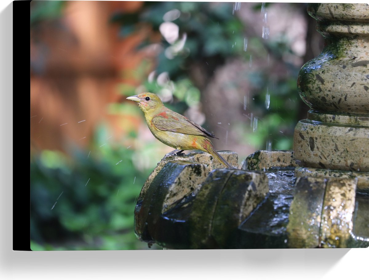 Canvas - Gele Tangare Vogel bij een Fontein - 40x30 cm Foto op Canvas Schilderij (Wanddeco