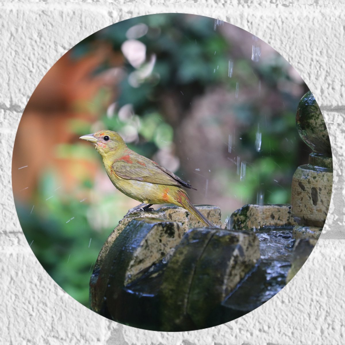 Muursticker Cirkel - Gele Tangare Vogel bij een Fontein - 20x20 cm Foto op Muursticker