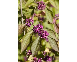 2x Callicarpa bodinieri ‘Profusion’ – Schoonvrucht in C3 liter kweekpotten