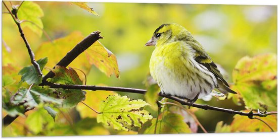 WallClassics - Drapeau - Oiseau Jaune sur Branche - 100x50 cm Photo sur Drapeau Polyester