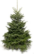 Echte Nordmann kerstboom in pot - 125-150 cm - AA-kwaliteit - thuisbezorgd