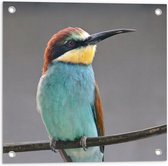 WallClassics - Tuinposter – Kleurrijke Bijeneter Vogel - 50x50 cm Foto op Tuinposter  (wanddecoratie voor buiten en binnen)