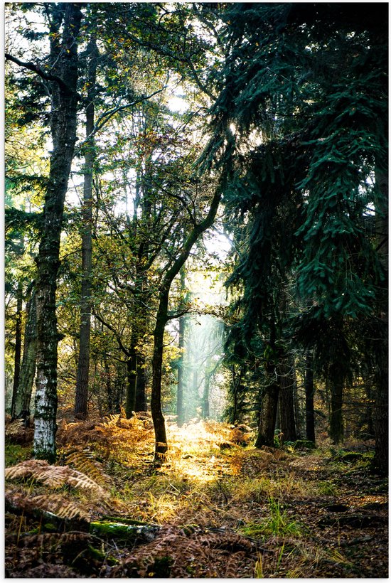 Foto: Wallclassics poster mat lichtplek tussen bomen 40x60 cm foto op posterpapier met een matte look