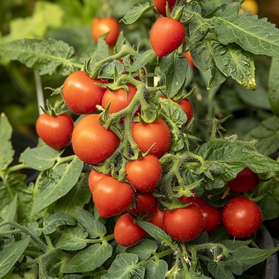 Ziekte ik ontbijt koper Tomaten zaden - Pottomaat Baby | bol.com