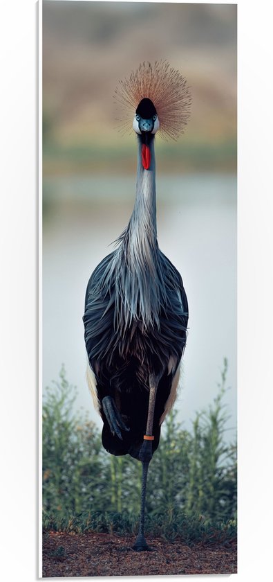 WallClassics - PVC Schuimplaat- Statige Kraanvogel in Groene Grassen aan het Water - 20x60 cm Foto op PVC Schuimplaat