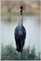 WallClassics - Poster (Matte) - Grue Majestueuse dans les Herbes Vertes sur l' Water - 50x75 cm Photo sur Papier Poster avec un Aspect Mat