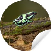 Grenouille verte poison dart sur une souche d'arbre au Costa Rica Sticker mural cercle mural 50x50 cm / cercle de papier peint / cercle mural / cercle vivant - autocollant et coupe ronde