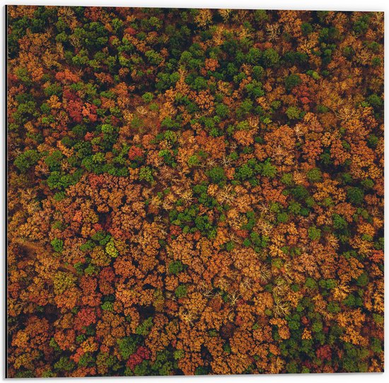 WallClassics - Dibond - Bos met Oranje Bruine en Groene Bomen vanuit de Lucht - 50x50 cm Foto op Aluminium (Wanddecoratie van metaal)