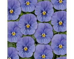 Viooltje Twix Blauw