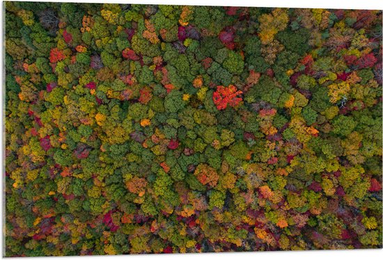 WallClassics - Acrylglas - Rood Groen en Gele Bomen in het Bos vanuit de Lucht - 105x70 cm Foto op Acrylglas (Wanddecoratie op Acrylaat)