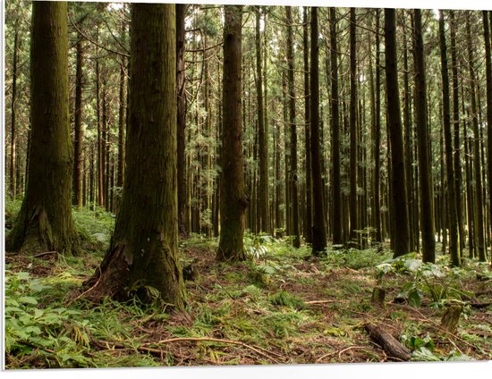 WallClassics - Panneau en mousse PVC - Arbres et Plantes dans la forêt - Photo 80x60 cm sur panneau en mousse PVC