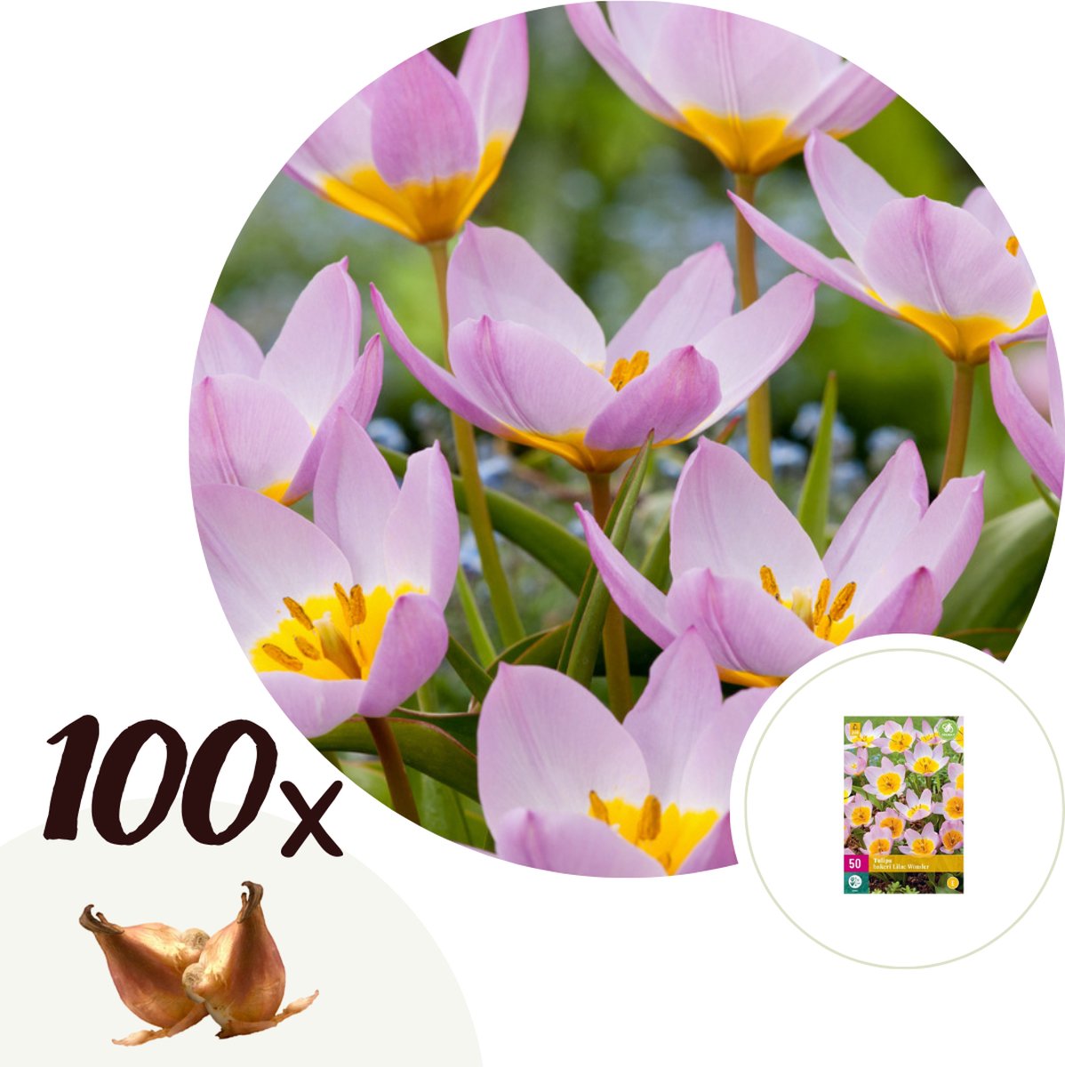 Plant in a Box - Tulipa bakeri Lilac Wonder - Tulpenbollen x100 - Bloembollen - Vroege bloeiers voor in de tuin - Hollandse pracht