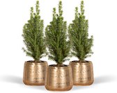 Picea Glauca Conica Met gouden pot - 3x Mini kerstboom - 30cm hoog , 9Ø - Kamerplant