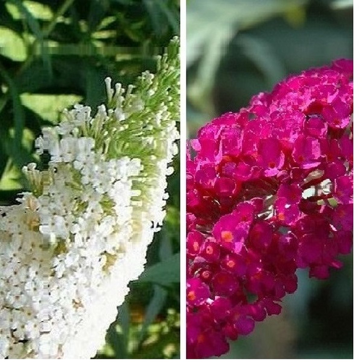 2 x Buddleja Vlinderstruiken - Paars/Rood en Wit: Buddleja davidii Royal Red + White Profusion | Set van 2 Vlinderplanten / Struiken - Meerjarig en Winterhard | 2 x 2 liter potten - Vlinderplant / Vlinderstruik - Aantrekkelijk voor de Vlinder