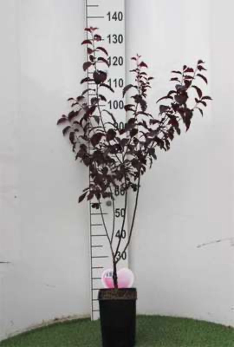 Prunus Cerasifera Nigra (Rode kerspruim