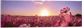 WallClassics - Acrylglas - Veld Roze Bloemen met Paarse Lucht - 90x30 cm Foto op Acrylglas (Wanddecoratie op Acrylaat)