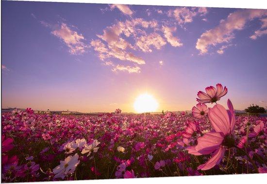 WallClassics - Dibond - Veld Roze Bloemen met Paarse Lucht - 150x100 cm Foto op Aluminium (Met Ophangsysteem)