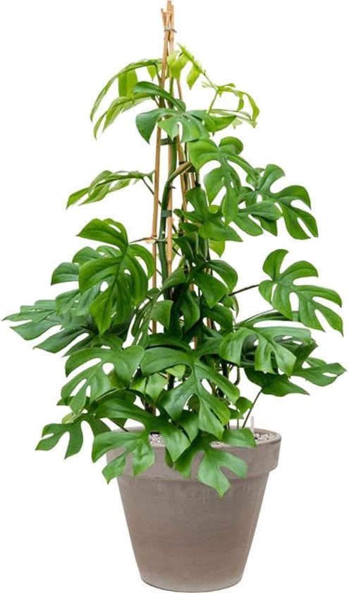 philodendron verrucosum shiny Philodendron verrucosum variegated *Grower's Choice* main image 1