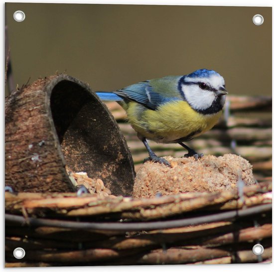 WallClassics - Tuinposter – Pimpelmees Vogel in een Nestje - 50x50 cm Foto op Tuinposter  (wanddecoratie voor buiten en binnen)