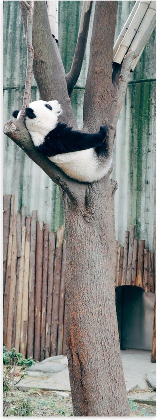 WallClassics - Poster (Mat) - Panda Slaapt in een Boom - 20x60 cm Foto op Posterpapier met een Matte look