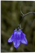 WallClassics - Dibond - Paarse Hangende Bloem - 50x75 cm Foto op Aluminium (Wanddecoratie van metaal)