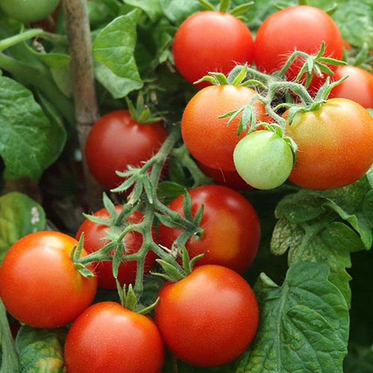 Tomaten zaden - Pottomaat Windowbox rood