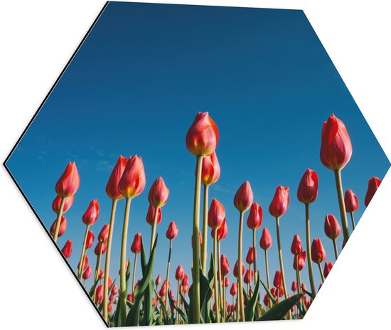 WallClassics - Dibond Hexagon - Onderaanzicht van Roze Tulpenveld - 60x52.2 cm Foto op Hexagon (Met Ophangsysteem)