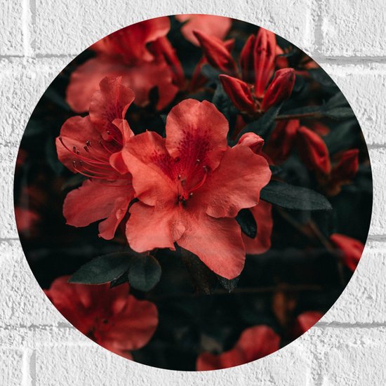 WallClassics - Muursticker Cirkel - Rode Bloem met Groen Blad - 30x30 cm Foto op Muursticker