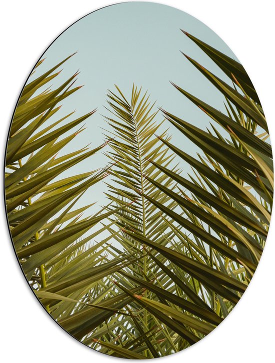 WallClassics - Dibond Ovaal - Palmboom Planten met Blauwe Lucht - 51x68 cm Foto op Ovaal (Met Ophangsysteem)