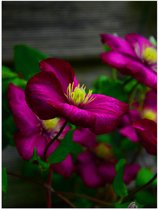 WallClassics - Poster Glanzend – Paars-Roze Gentiaan Bloemen - 75x100 cm Foto op Posterpapier met Glanzende Afwerking