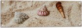 WallClassics - Tuinposter – Drie Schelpjes in Zand - 90x30 cm Foto op Tuinposter  (wanddecoratie voor buiten en binnen)