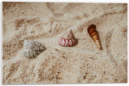 WallClassics - PVC Schuimplaat- Drie Schelpjes in Zand - 60x40 cm Foto op PVC Schuimplaat