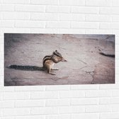 WallClassics - Muursticker - Etende Eekhoorn - 100x50 cm Foto op Muursticker