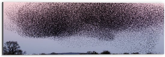 WallClassics - Dibond - Grote Zwerm Vogels in de Lucht - 60x20 cm Foto op Aluminium (Wanddecoratie van metaal)