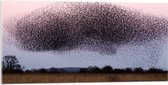 WallClassics - Acrylglas - Grote Zwerm Vogels in de Lucht - 100x50 cm Foto op Acrylglas (Met Ophangsysteem)