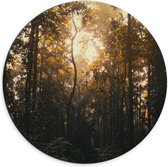 WallClassics - Dibond Muurcirkel - Schemer in het Bos - 70x70 cm Foto op Aluminium Muurcirkel (met ophangsysteem)